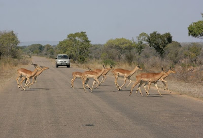 kruger south africa