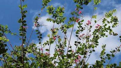 サルスベリの花と空