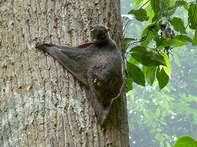 Malayan Colugo (Cynocephalus variegatus)