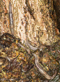 A group of Tree Slugs, Lehmannia marginata.  Hayes Common, 1 January 2013.