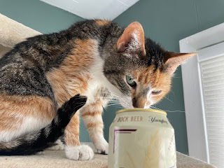 Purrl cat sniffing my beer.