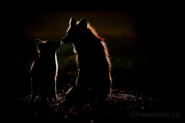 Fox Mom and Kit Silhouette