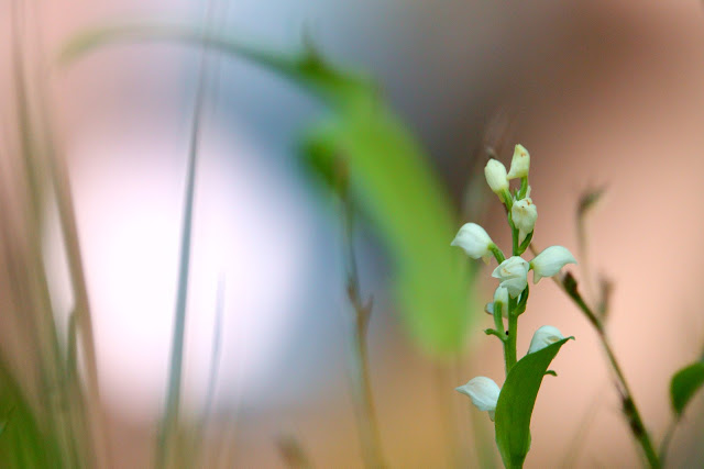 Cephalanthera erecta