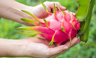 yang baik dan benar supaya cepat berbuah biasanya dimulai dari pemilihan bibitnya yang kua Tips Menanam Buah Naga Agar Cepat Berbuah