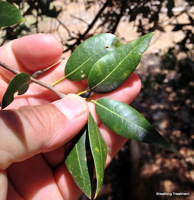 Quercus chrysolepis (Canyon Oak, Maul Oak, Goldcup Oak, Gold cup Live Oak, canyon live oak, gold cup oak)