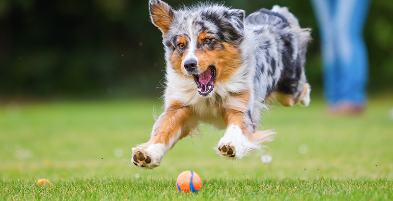  Les jouets lumineux pour chiens