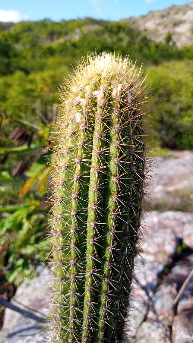 AS PLANTAS NATIVAS DA SERRA DO JACU DE BOM CONSELHO