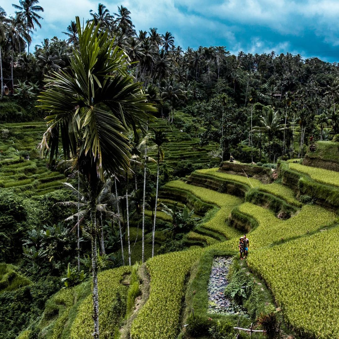 Sawah Terasering Tegallalang: Bentangan Permadani Hijau di Ubud. Sobat Pesona pasti sudah nggak asing lagi dengan wilayah paling hijau di Pulau Bali. Kaki bukit berundak indah yang memiliki sawah di tengah pepohonan rimbun, ditambah zip line dan ayunan hutan.