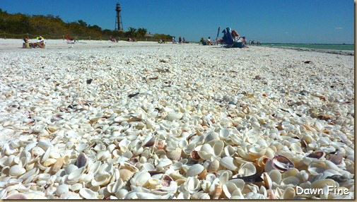 Sanibel Shell and birds_181