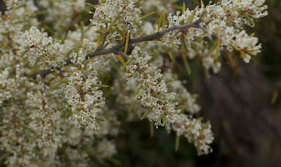 Needle Tree (Hakea psilorrhyncha)