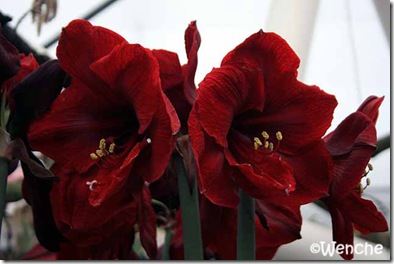 Hippeastrum-Benfica