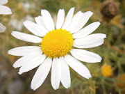 Fleur de Marguerite Sauvage (fleur flower photo hd marguerite sauvage jardin plante)