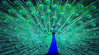 10 Lines on Peacock In Hindi, 10 Lines on Peacock, Few Lines on Peacock In Hindi, Few Sentences about on Peacock