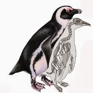 http://sciencythoughts.blogspot.co.uk/2012/01/penguins-of-africa.html