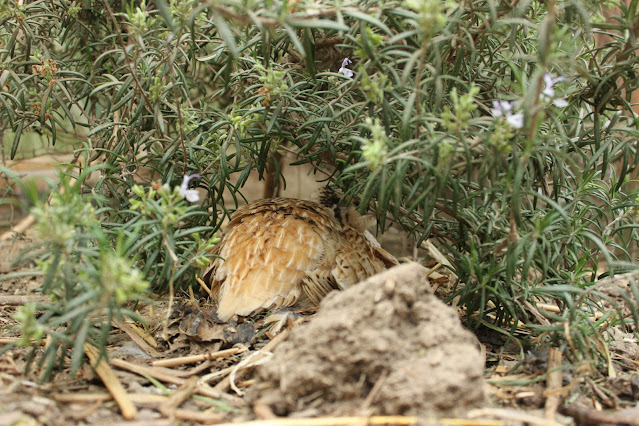 Creating Natural Quail  Environment Nesting Coturnix