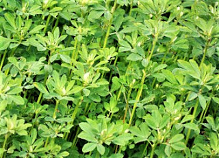 Fenugreek may also have benefits for females in relation to their menstrual cycles.