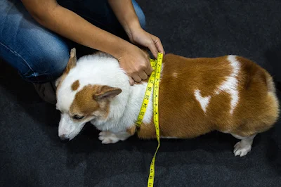 Dog-Obesity