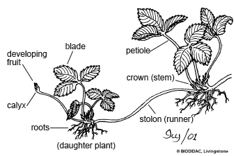 How To Grow Strawberries