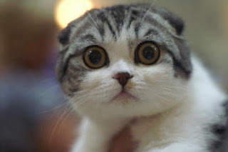 scottish fold cat animal pets kitten