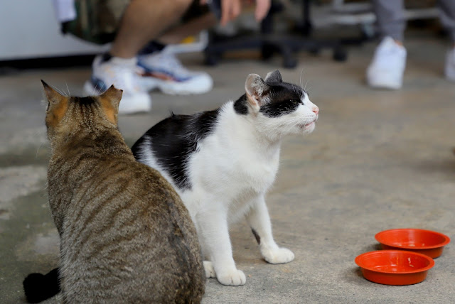 新北景點 猴硐貓村