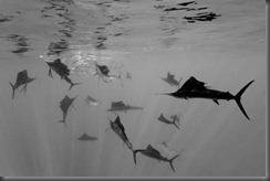 photo-winners-09