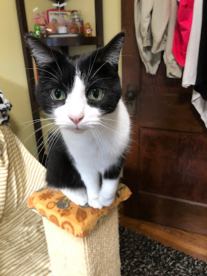 black and white cat with big eyes