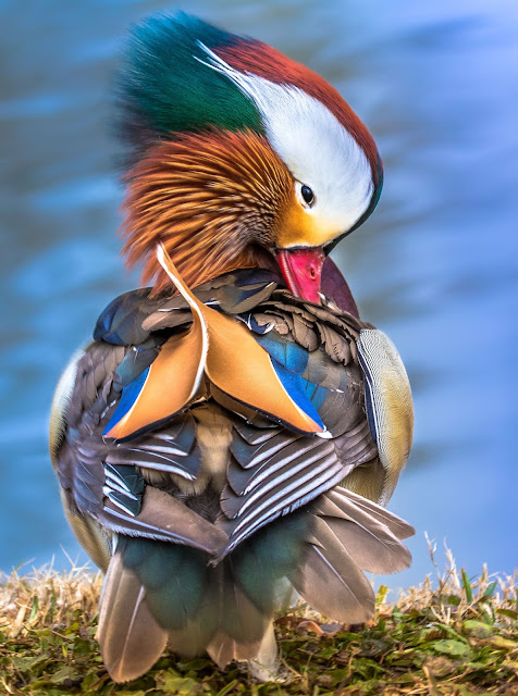 Mandarin duck - Pato mandarín