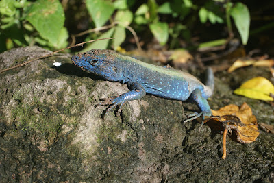 Providencia - Lézard