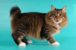 gambar kucing American Bobtail