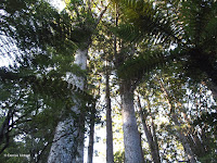 Kauri trees - North Island, New Zealand