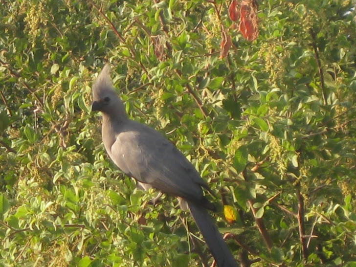 Lourie, Grey (Go-Away bird)