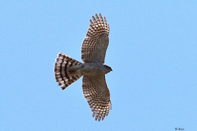 Eurasian Sparrowhawk