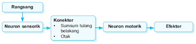 Jalur perjalanan gerak refleks