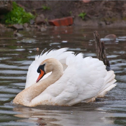 British Birds: Pictures of Mute Swan: How Swans Attack: Pictures of