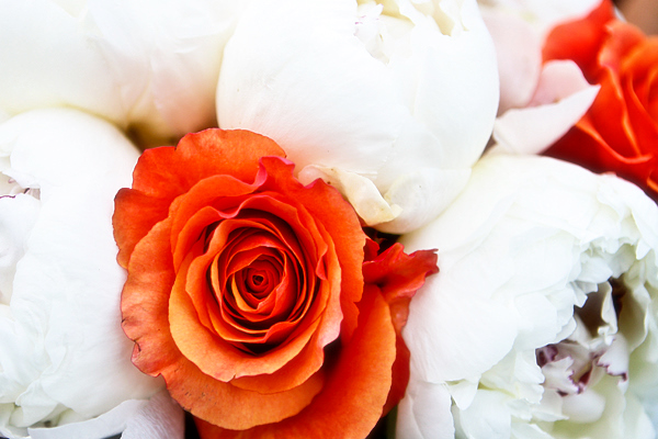  roses in the background The wedding colors were orange aqua and white