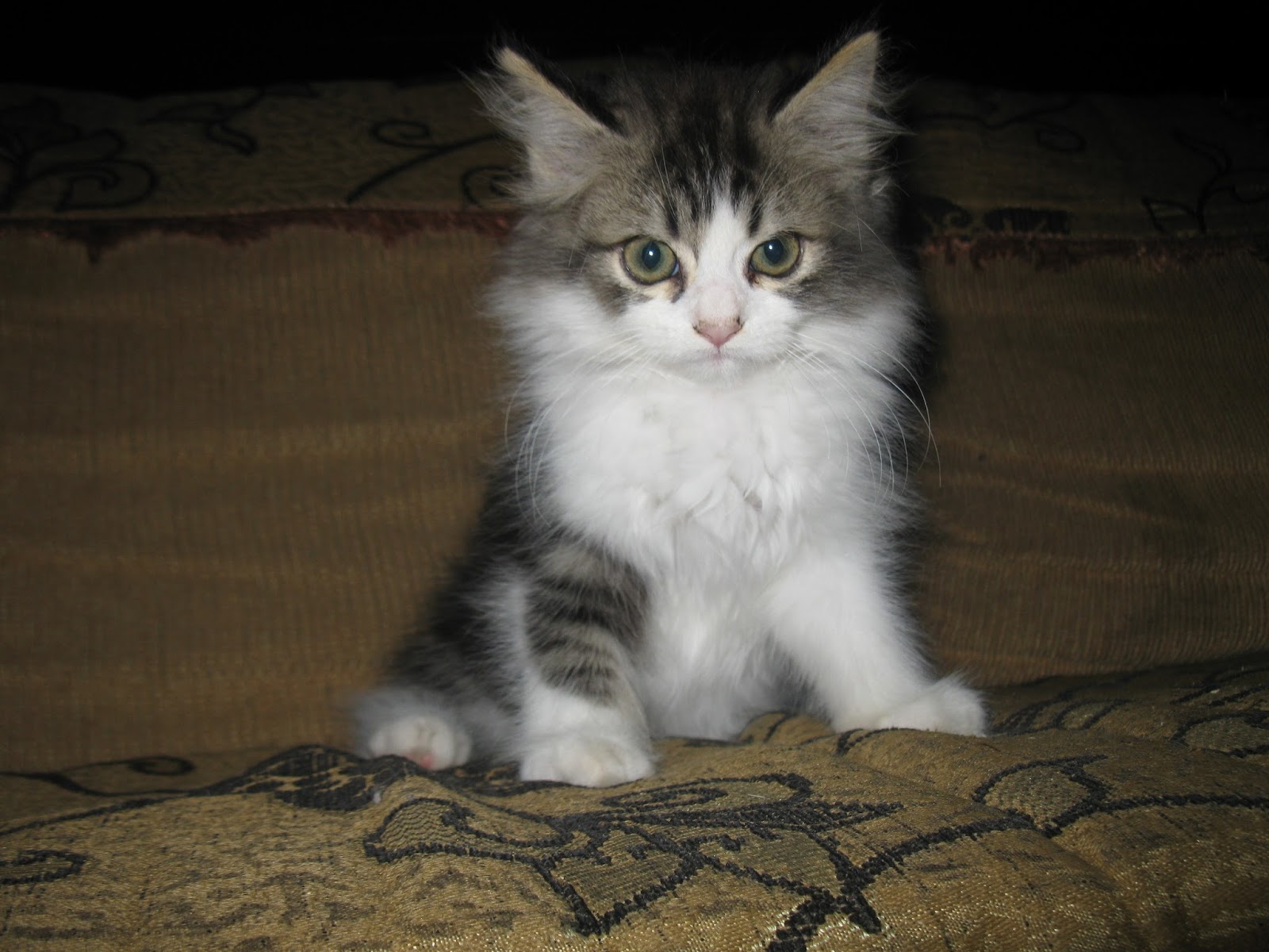 Aneka Kucing Persia Jual Kucing Gan
