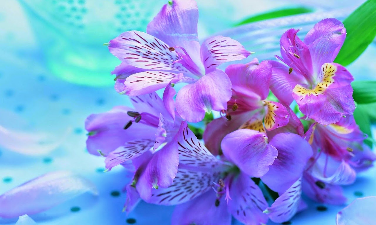 Kumpulan Foto  Bunga  Anggrek Terindah  Di  Dunia  Terbaru 2019