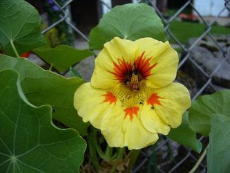 Planta taco de reina con flor amarilla