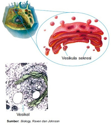  Kompleks Golgi dijumpai pada hampir semua sel Pintar Pelajaran Struktur dan Fungsi Aparatus Golgi - Gambar