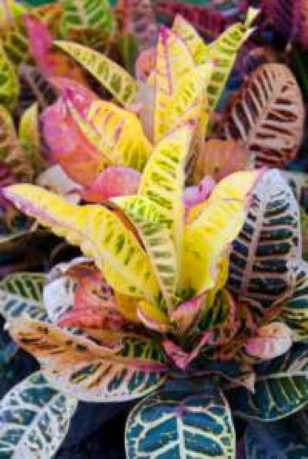 house plants  tropical kootation blogspot com