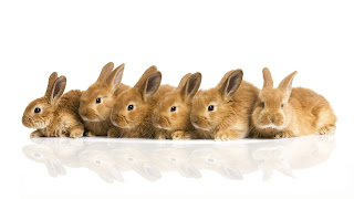 Cute Rabbit Wallpaper