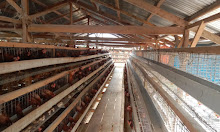 Kreatif! Desa Tanjung Jaya Kucurkan Dana Kembangkan Ternak Ayam Petelur 