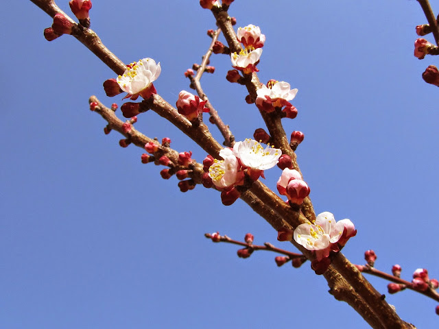 Fioritura prunus armeniaca