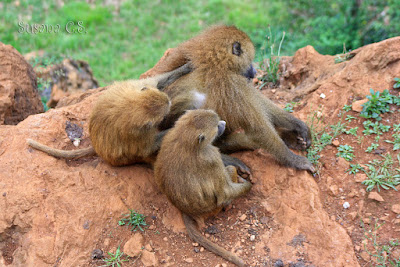 Papión de Guinea - Parque de la Naturaleza de Cabárceno - Cantabria