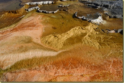 Thermophiles-1