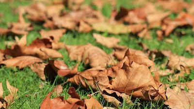 Durante o outono e o inverno, as árvores e arbustos perdem suas folhas. É importante remover as folhas caídas do jardim para evitar que abafem as plantas e impeçam a passagem da luz solar.