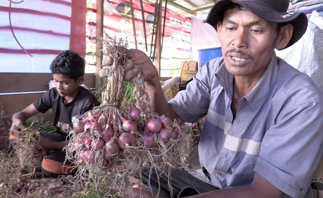 Petani Food Estate Humbahas Mulai Panen Bawang Merah