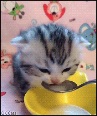 Cute Kitten GIF • Smol and innocent balls of floof, adorable babies drinking milk in baby spoon [ok-cats.com]