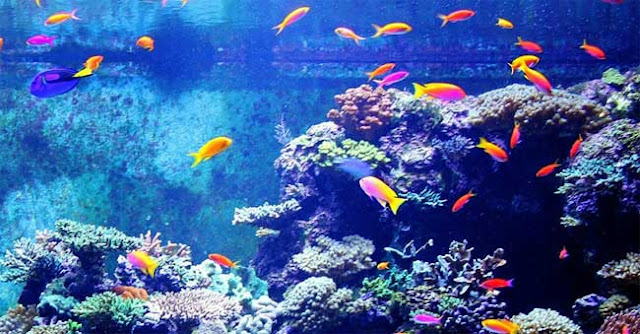 5-signes-que-votre-aquarium-est-surcharge