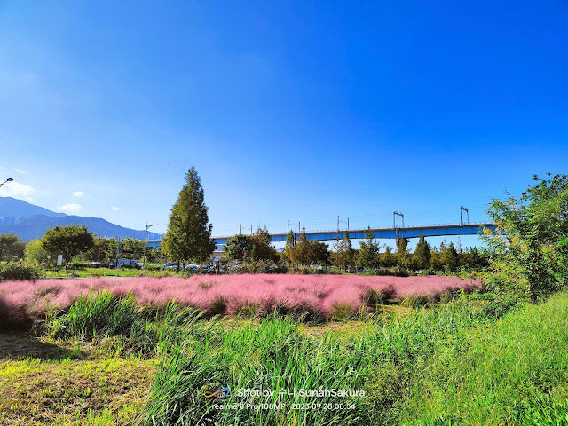 Pampas Grass dan Pink Muhly Grass di Daejeo Ecological Park, Busan